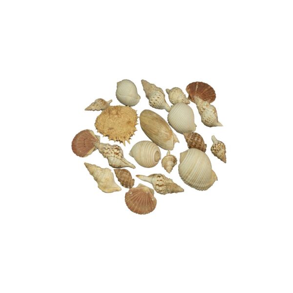 Coquillages